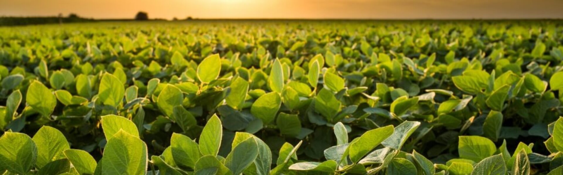Plantação de Soja